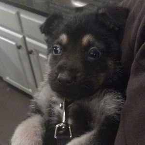 Meet your Posher, Thomas